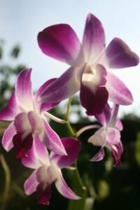 Bali orchidées