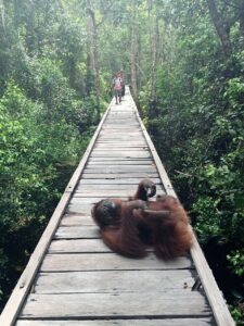 A la rencontre des orang-outans avec Lune de Miel Bali