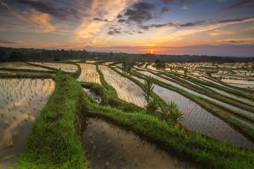 rizières, Bali