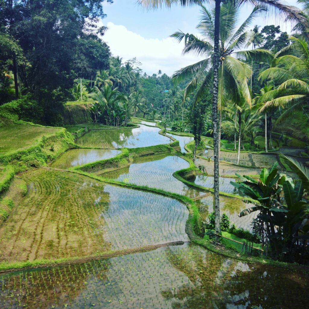 rizières, Bali