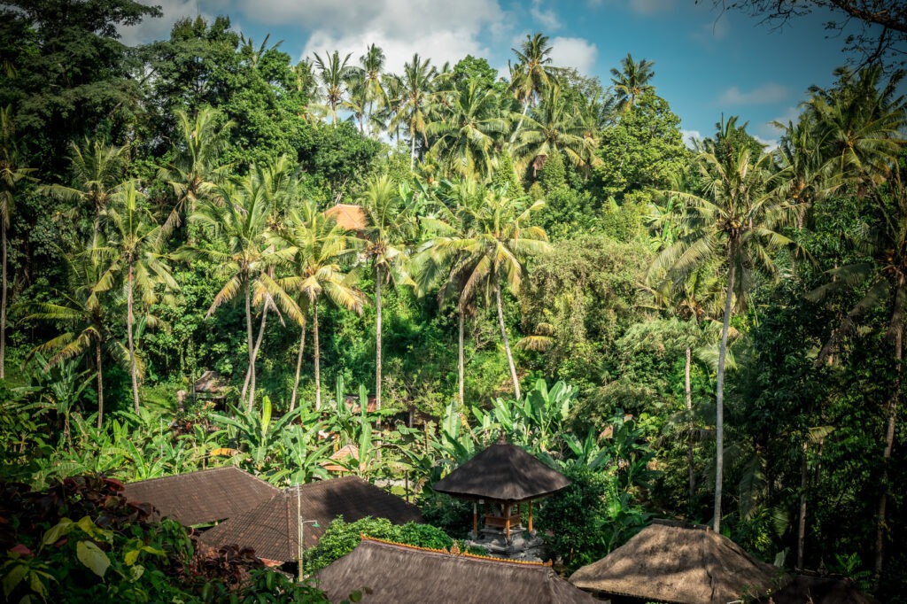 Green jungle on Bali island, Indonesia. Tropical rainforest scene.