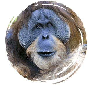 tête d'orang outan mâle